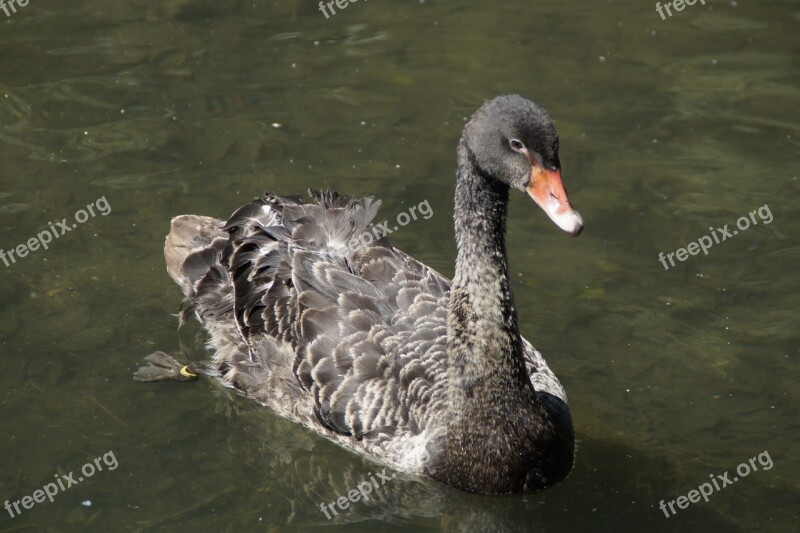 Black Swan Swan Swim Waters Water