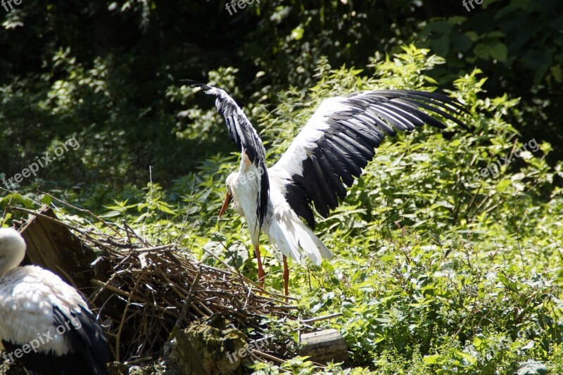 Storks Stork Flügelschlagend Bird Birds