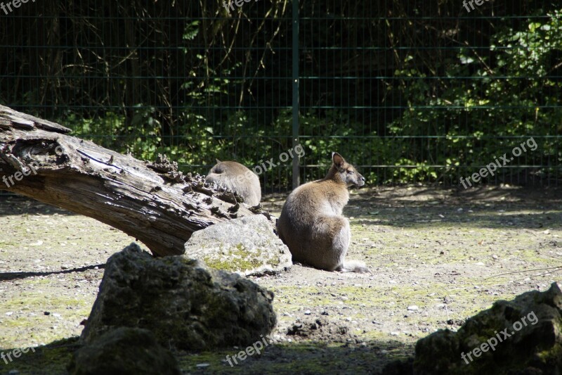 Kangaroo Bennet's Kangaroo Zoo Zoo Animal Mammal