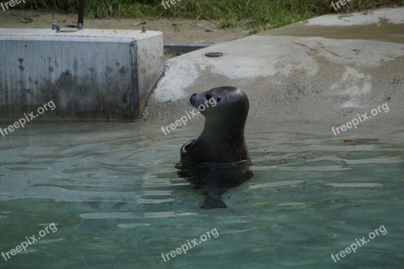 Seal Water Meeresbewohner Zoo Zoo Animal