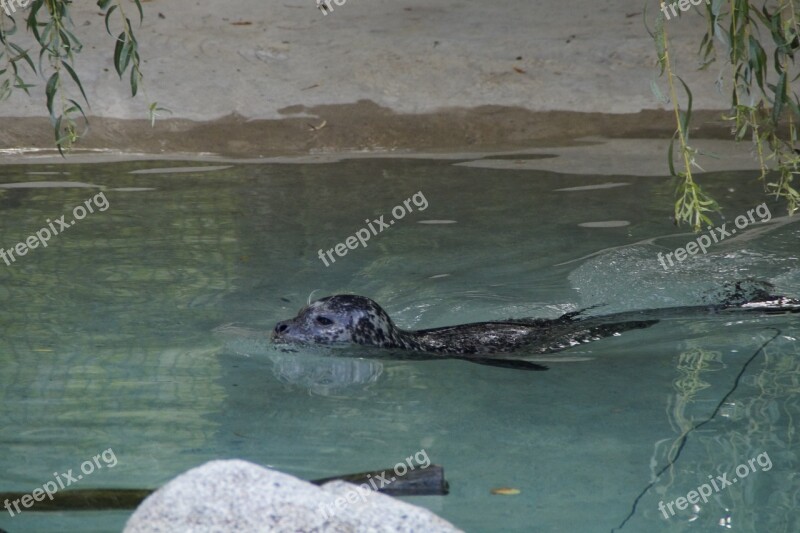 Seal Swim Water Meeresbewohner Zoo