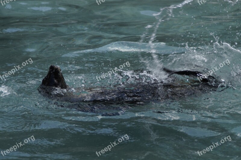 Seal Paddling Backstroke Supine Position Swim