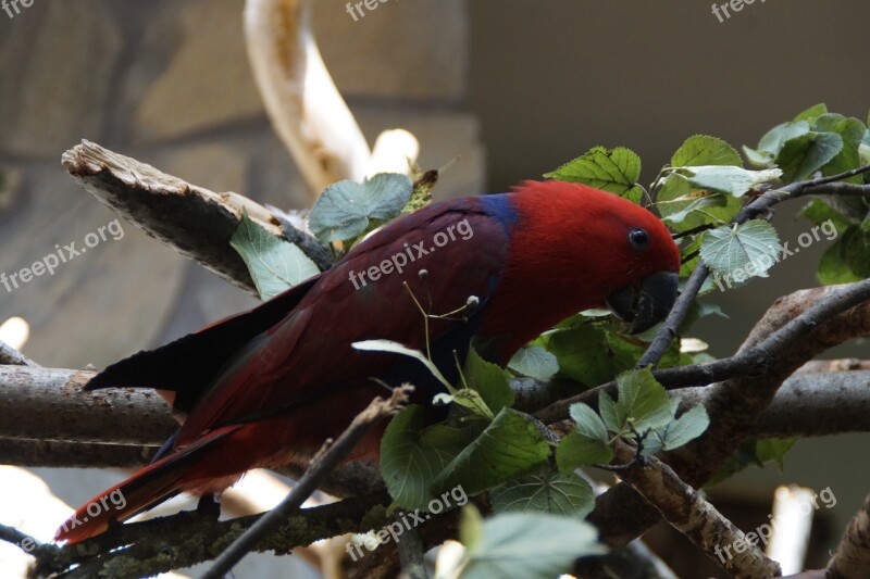 Parrot Bird Plumage Colorful Color