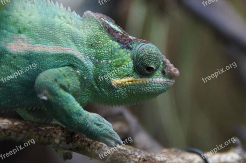 Chameleon Green Reptile Animal Head