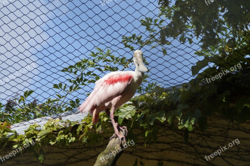 Löffler Bird Bird Aviary Zoo Aviary