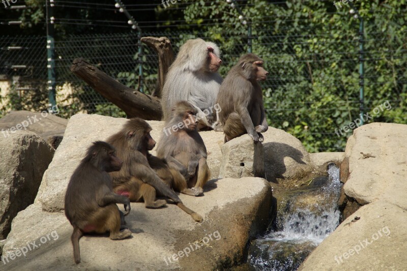 Baboons Family Ape Zoo Rock