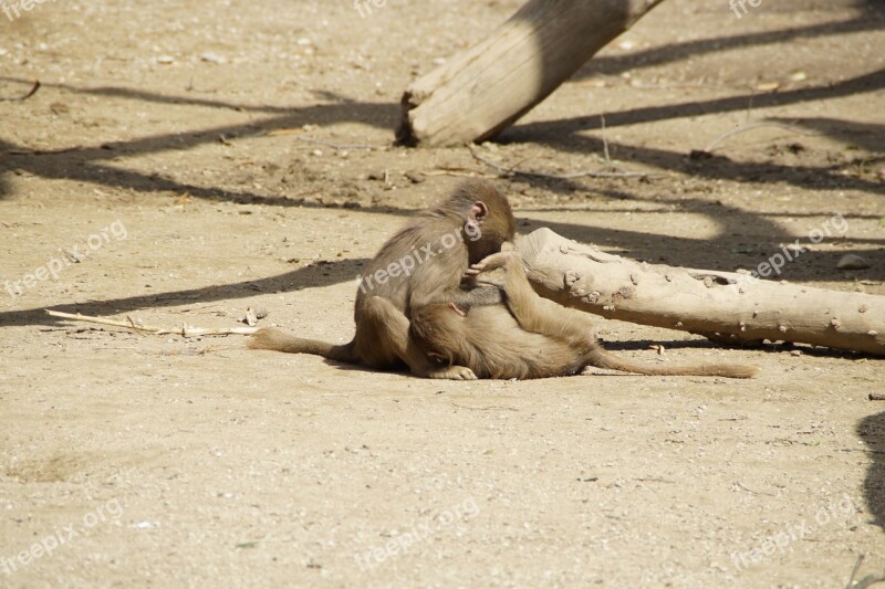 Brothers And Sisters Ape Baboons Babies Infant Monkeys