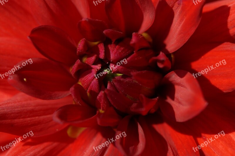 Dahlia Red Close Up Petals Blossom