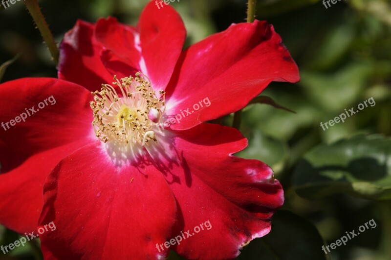 Wild Rose Dog Rose Hageman Rose Rose Hip Red