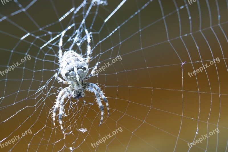 Araneus Spider Web Cobweb Lurking