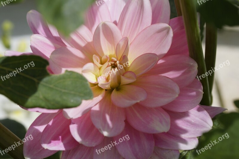 Dahlia Pink Blossom Bloom Flower