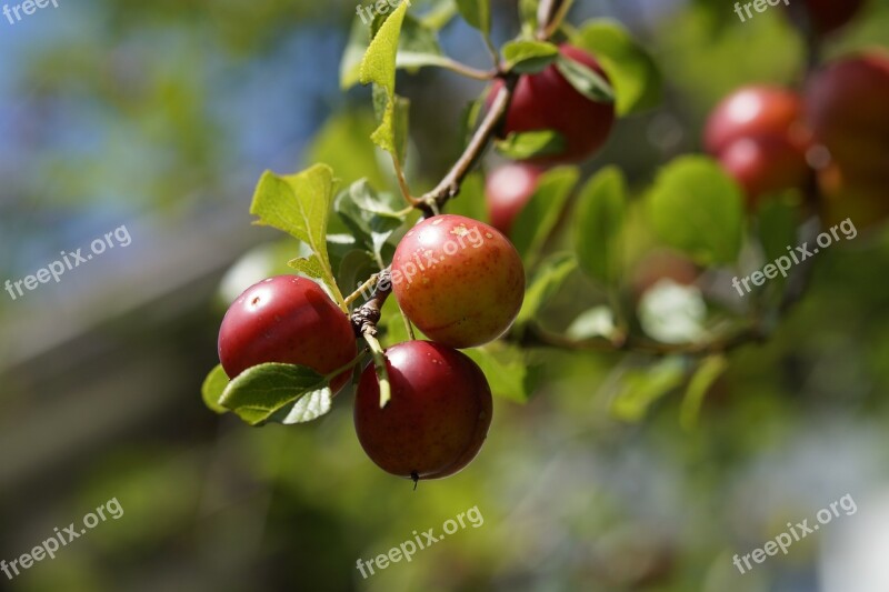 Yellow Plums Branch Fruits Fruit Red