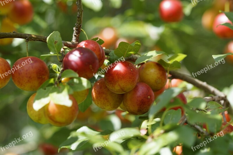 Yellow Plums Branch Fruits Fruit Red