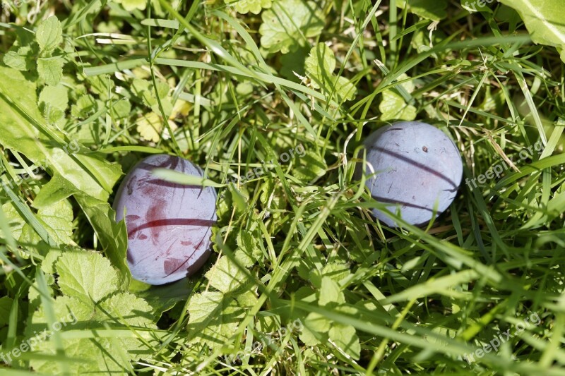 Windfall Plums Grass Meadow Orchard