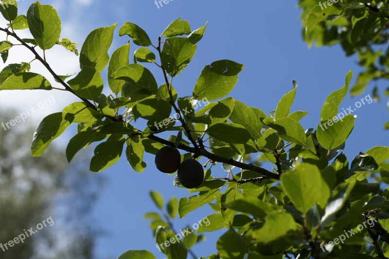 Yellow Plums Branch Fruits Fruit Red