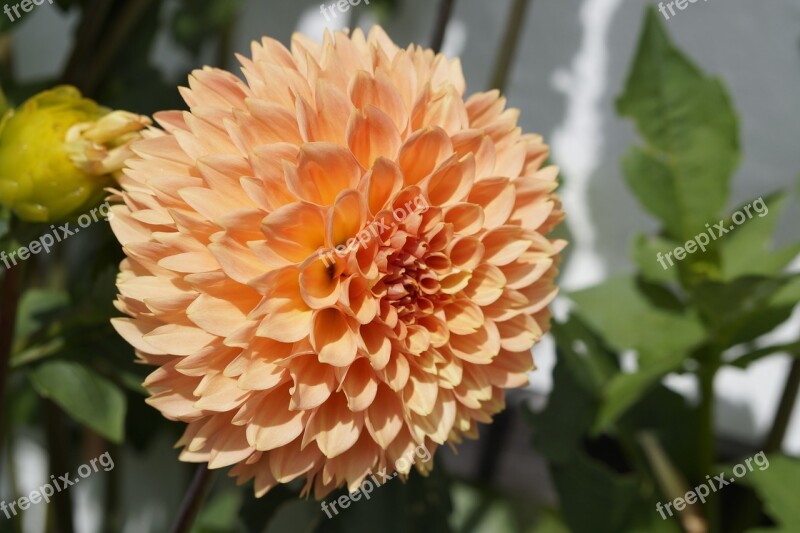 Dahlia Orange Ball Globose Blossom