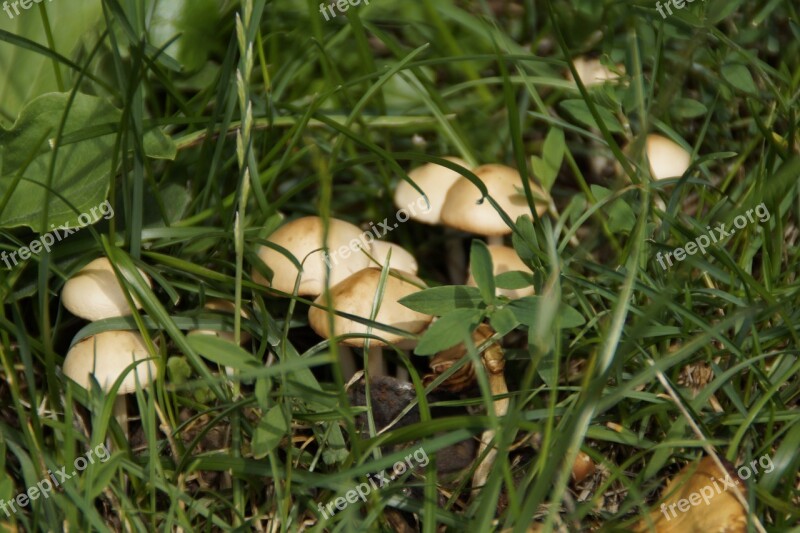 Mushrooms Hidden Grass Nature Autumn