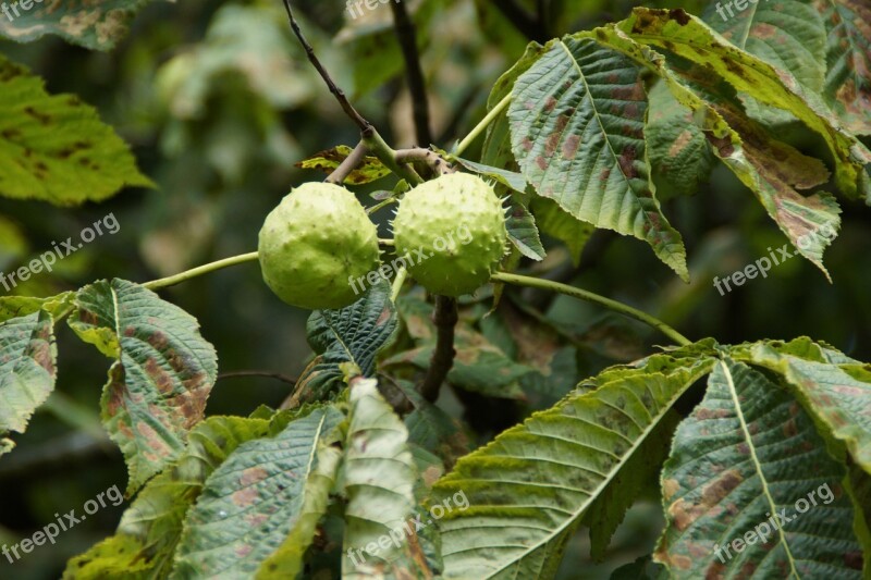 Chestnut Chestnut Tree Summer Tree Fruit