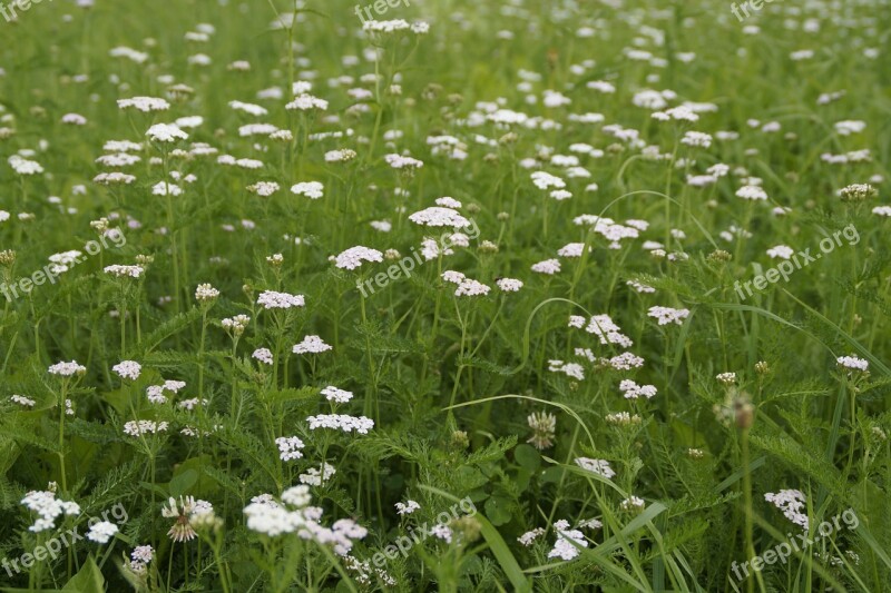 Meadow Grass Summer Summer Meadow White