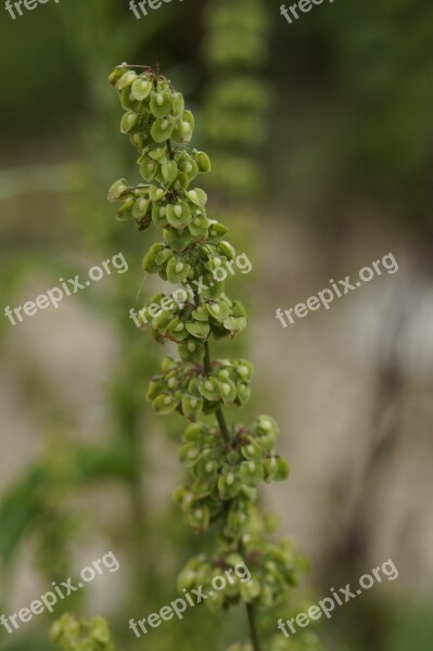 Sorrel Meadow Inflorescence Seeds Meadows Sauerampfer