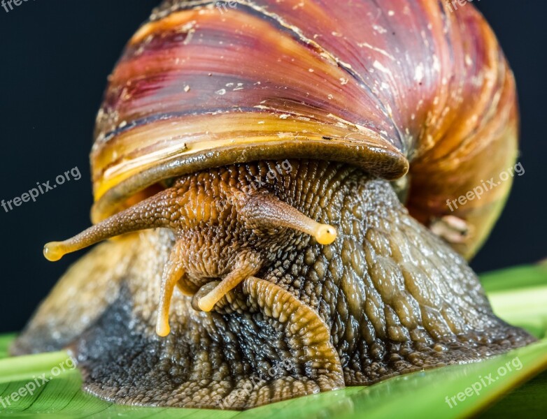 Snail Slimy Land Snail Reptiles Mollusk