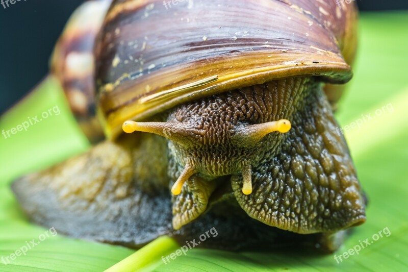 Snail Slimy Land Snail Reptiles Mollusk