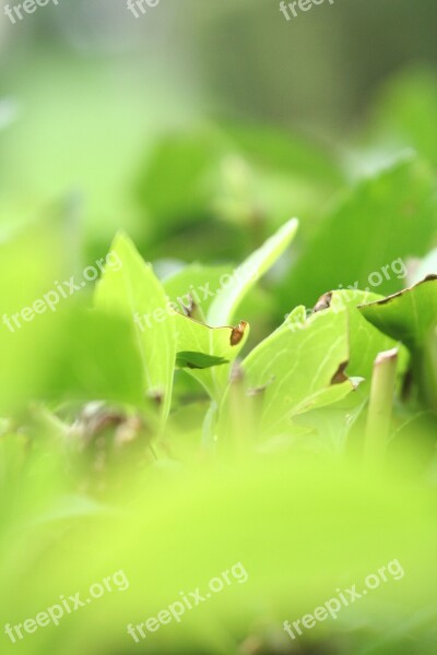 Green Leaf Foliage Nature Plant