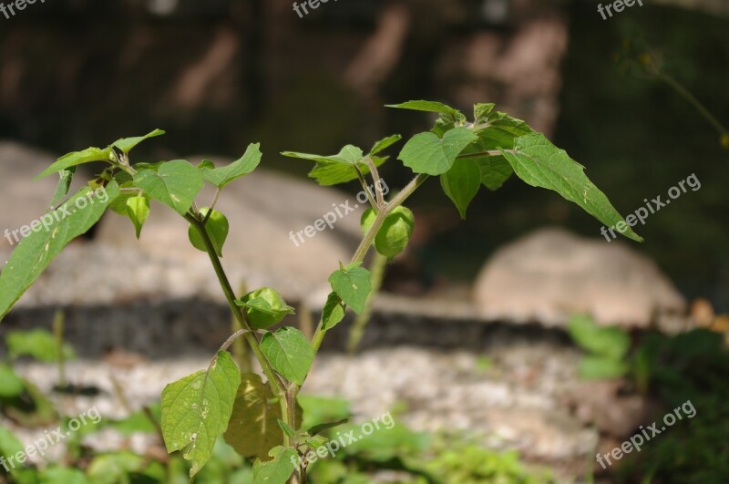 Mushroom Girl Cape Gooseberry Physalis Alkekengi Free Photos