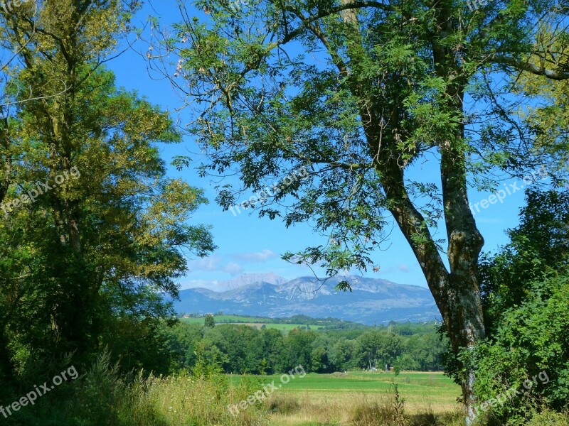 Landscapes Nature Field Summer Trees