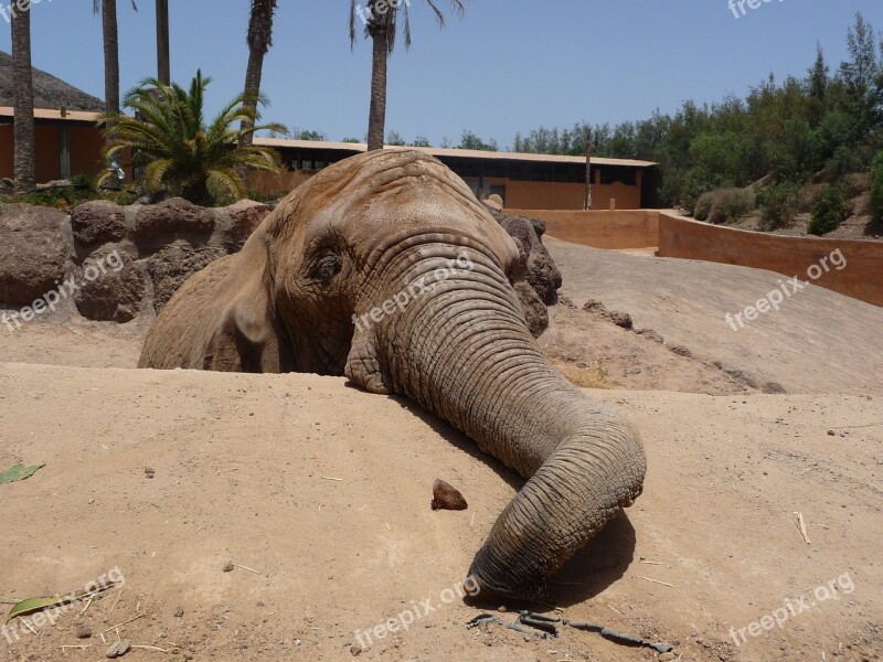 Elephant Proboscis National Park Pachyderm Free Photos