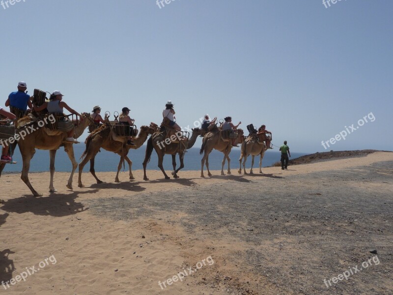 Caravan Camel Desert Ship Ride Transport