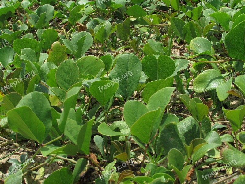 Water Plants Leaves Green Sea Shore Maravanthe Beach