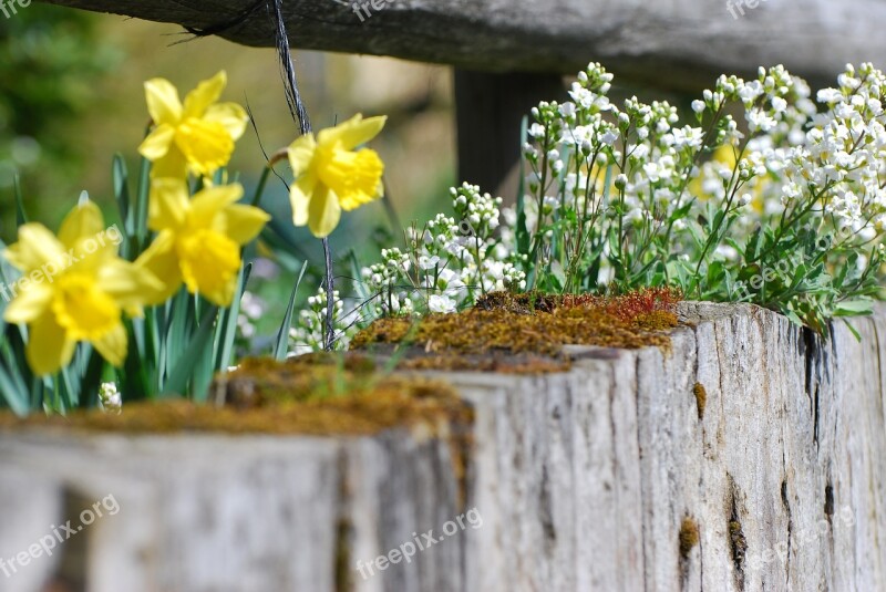 Flowers Easter Spring Narcissus Wall