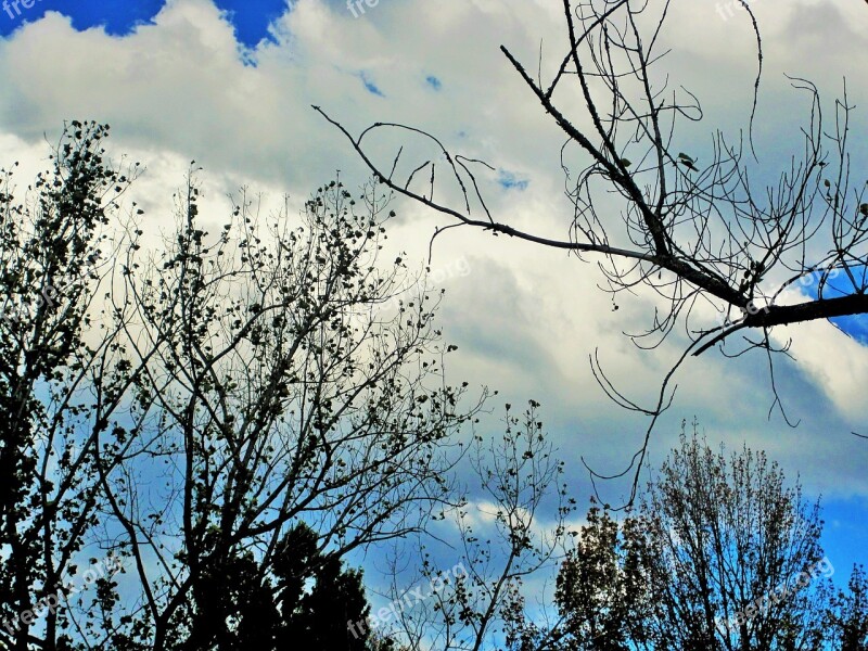 Bare Trees Trees Branches Leaves Sparse