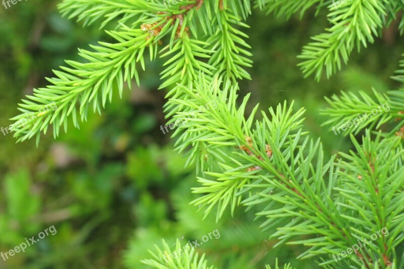 Norrbotten Spruce Twigs Forest Free Photos