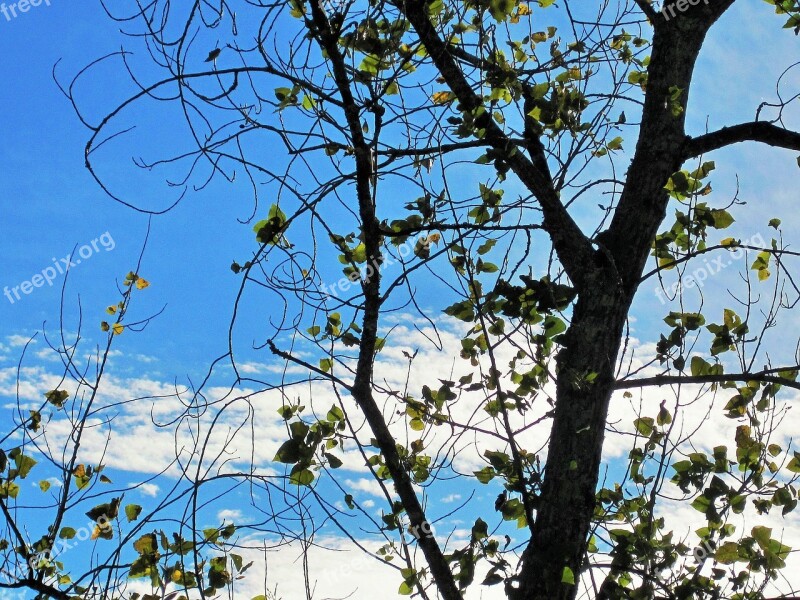 Bare Tree Tree Branches Leaves Sparse