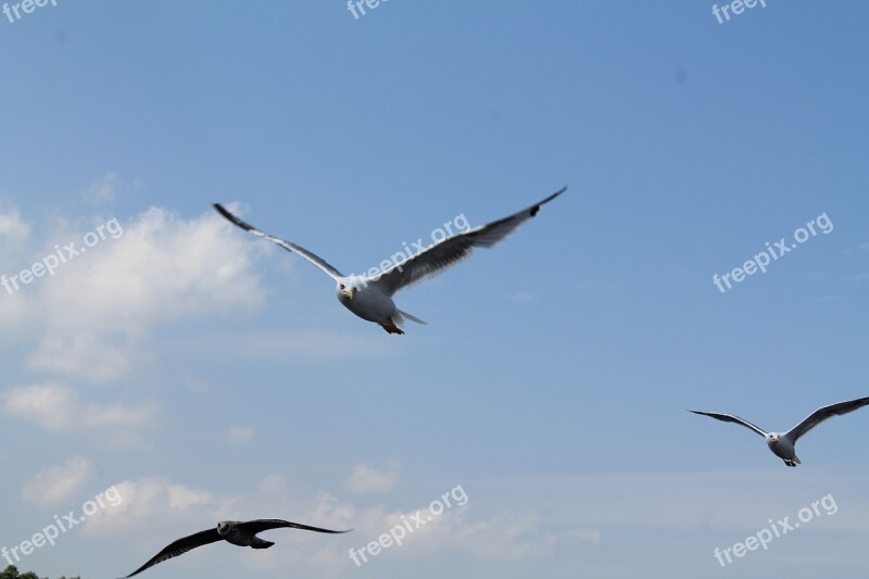 Seagull Bird Sea Gull Nature Free Photos