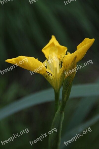 Sword Lily Yellow Flower Plant Green