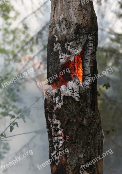 Fire Burning Burning For Conservation High Stump Ash