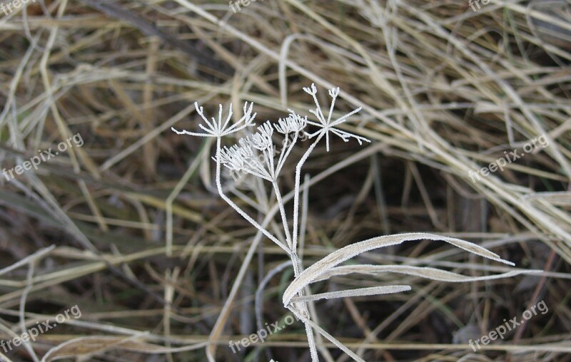 Grass Winter Frost Plant Beige