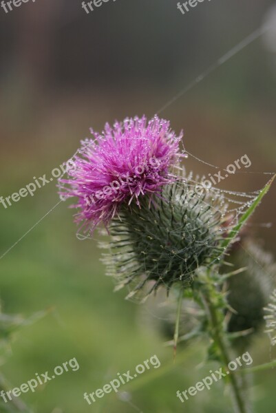 Thistle Flower Plant Spider Web Rain