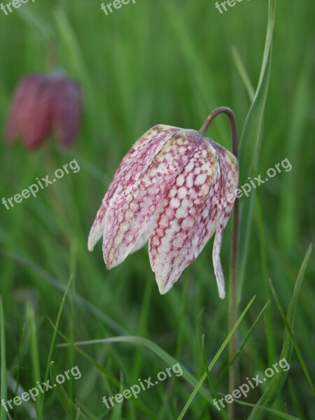 Kungsängen King's Meadow Lily Summer Uppsala Sweden