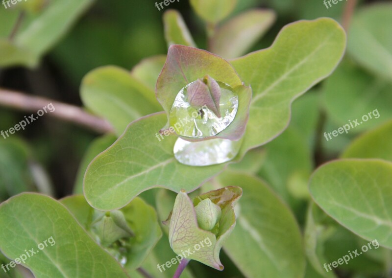 Drop Of Water Plant Water Rain Nature