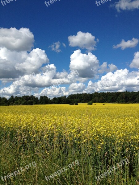 Summer Sweden Yellow Fields Canola Blue Sky