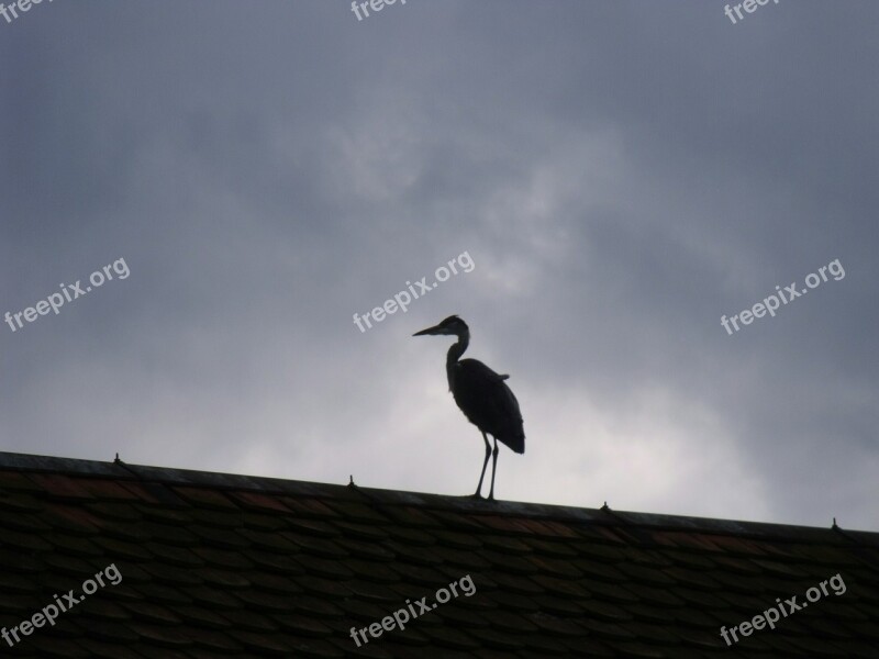 Heron Bird Roof Dark Clouds Free Photos