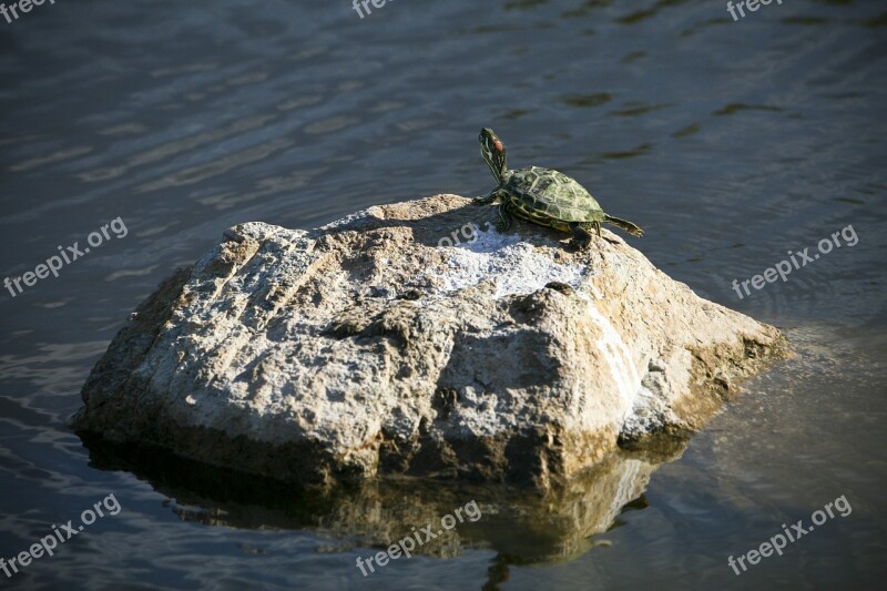 Turtle Water Nature Wildlife Marine