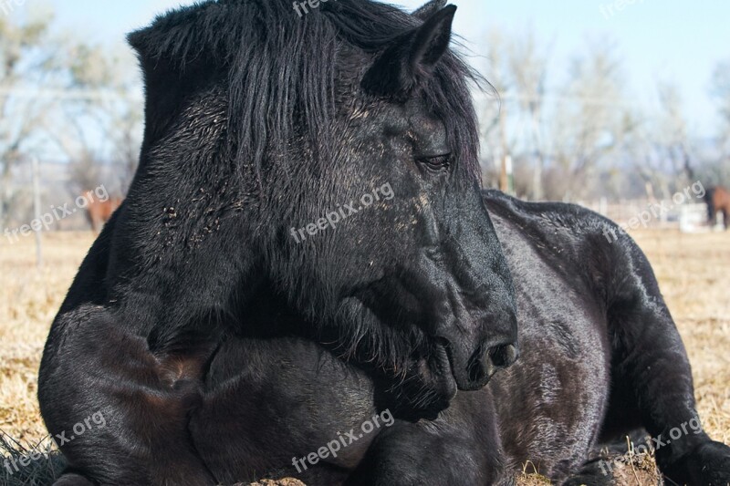 Horse Pasture Nature Animal Farm