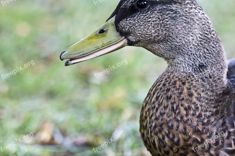 Duck Animal Bird Wild Nature