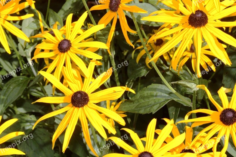 Summer Flowers Coneflower Shiny Close Up