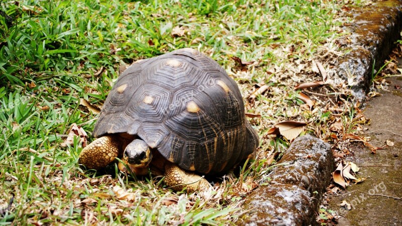 Turtle Reunion Island Nature Free Photos